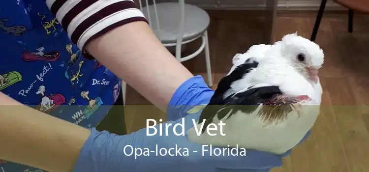 Bird Vet Opa-locka - Florida