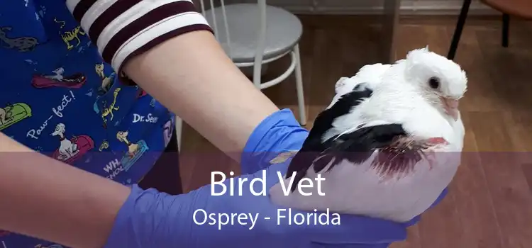 Bird Vet Osprey - Florida