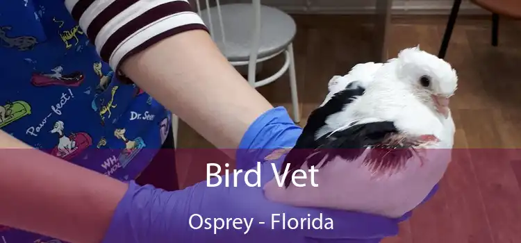 Bird Vet Osprey - Florida