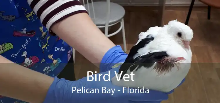 Bird Vet Pelican Bay - Florida