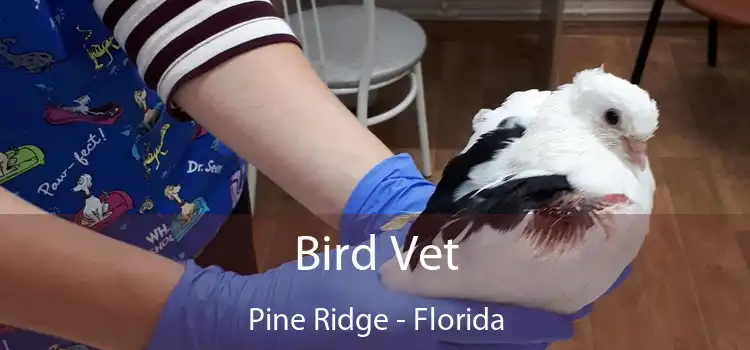 Bird Vet Pine Ridge - Florida