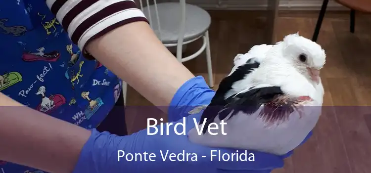 Bird Vet Ponte Vedra - Florida