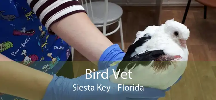 Bird Vet Siesta Key - Florida