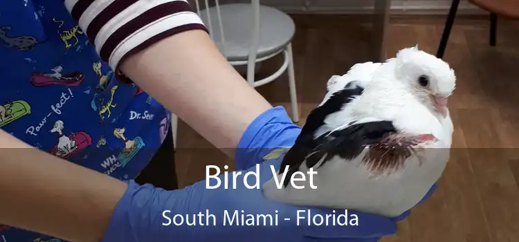 Bird Vet South Miami - Florida