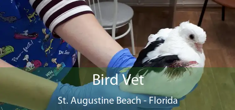 Bird Vet St. Augustine Beach - Florida