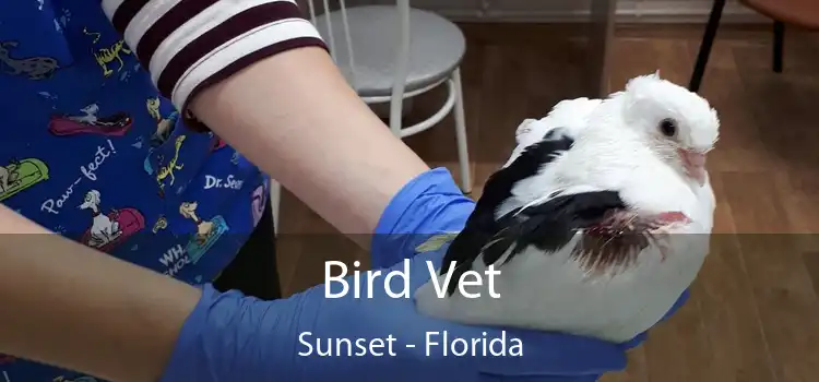 Bird Vet Sunset - Florida