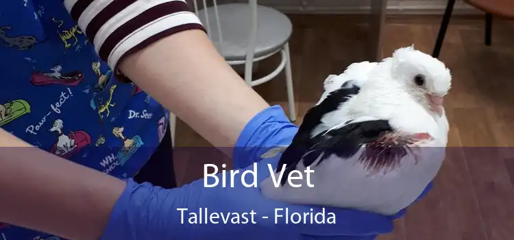 Bird Vet Tallevast - Florida