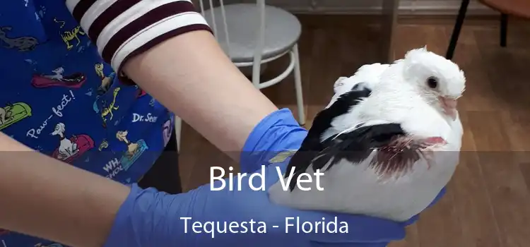 Bird Vet Tequesta - Florida