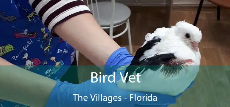 Bird Vet The Villages - Florida