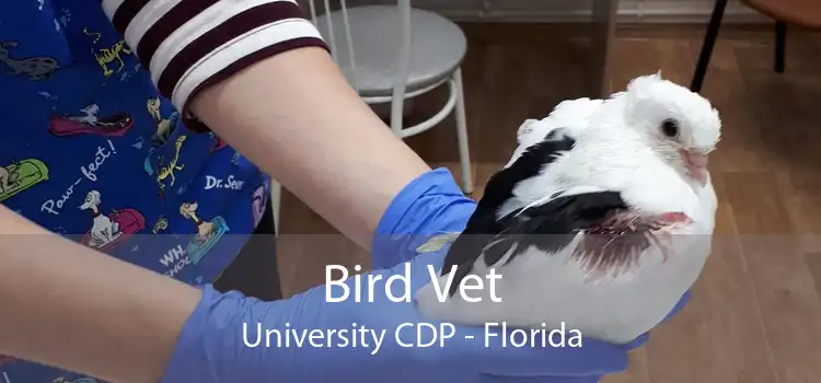 Bird Vet University CDP - Florida