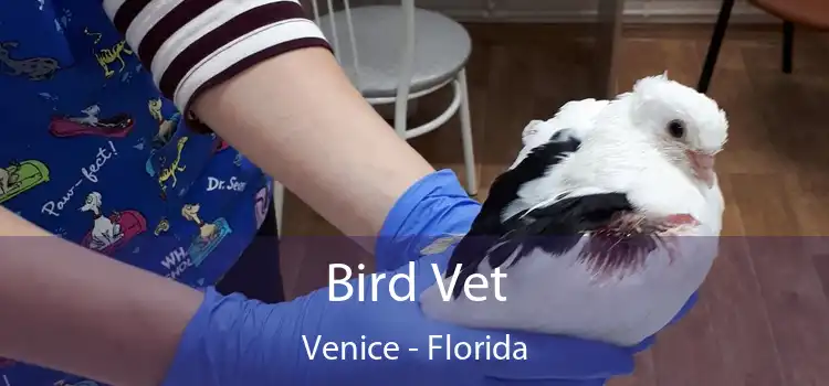 Bird Vet Venice - Florida