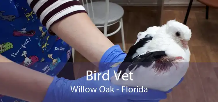 Bird Vet Willow Oak - Florida