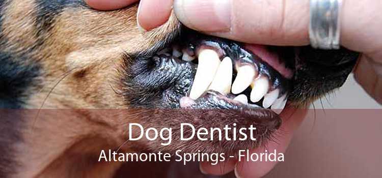 Dog Dentist Altamonte Springs - Florida