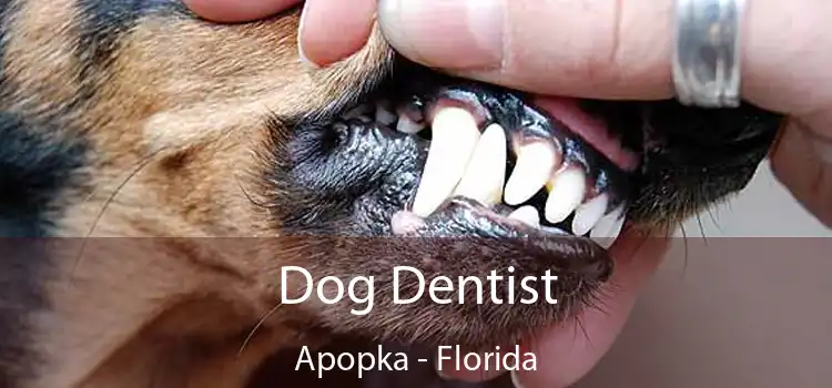 Dog Dentist Apopka - Florida