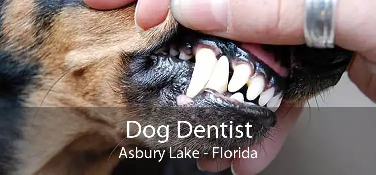 Dog Dentist Asbury Lake - Florida