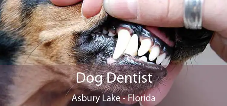 Dog Dentist Asbury Lake - Florida