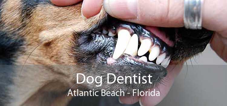 Dog Dentist Atlantic Beach - Florida