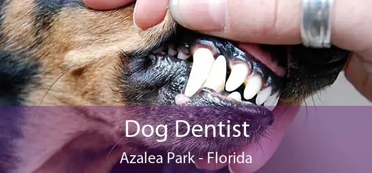 Dog Dentist Azalea Park - Florida