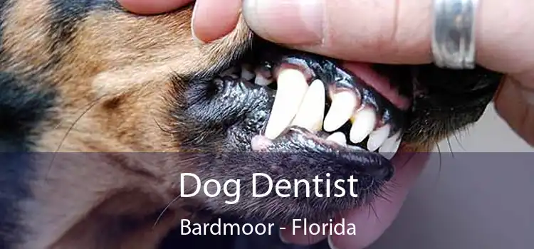 Dog Dentist Bardmoor - Florida