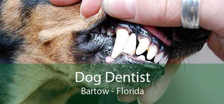 Dog Dentist Bartow - Florida