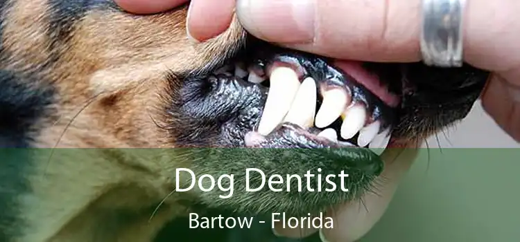 Dog Dentist Bartow - Florida