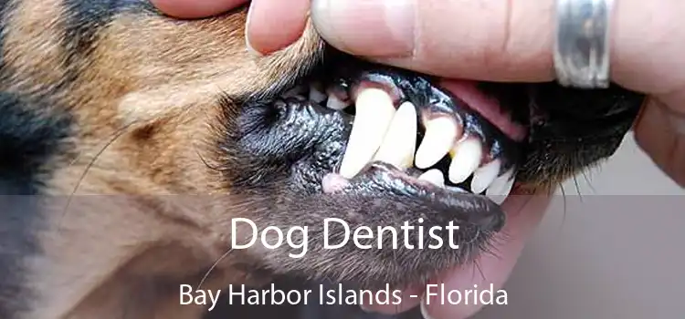 Dog Dentist Bay Harbor Islands - Florida