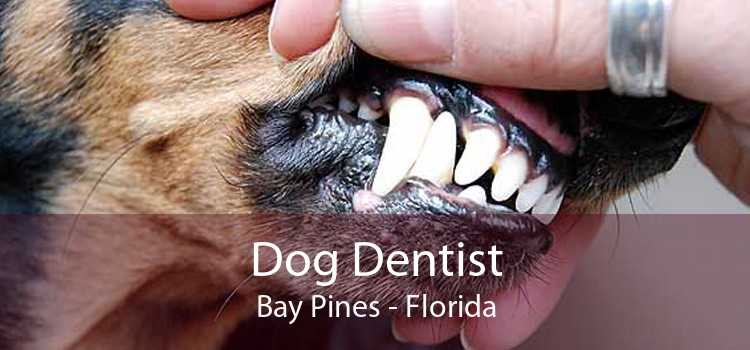 Dog Dentist Bay Pines - Florida