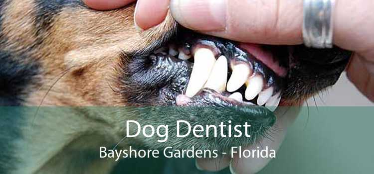 Dog Dentist Bayshore Gardens - Florida