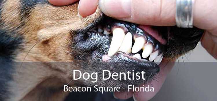 Dog Dentist Beacon Square - Florida