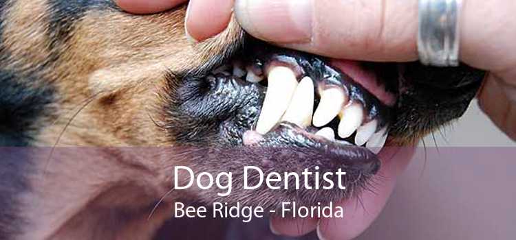 Dog Dentist Bee Ridge - Florida
