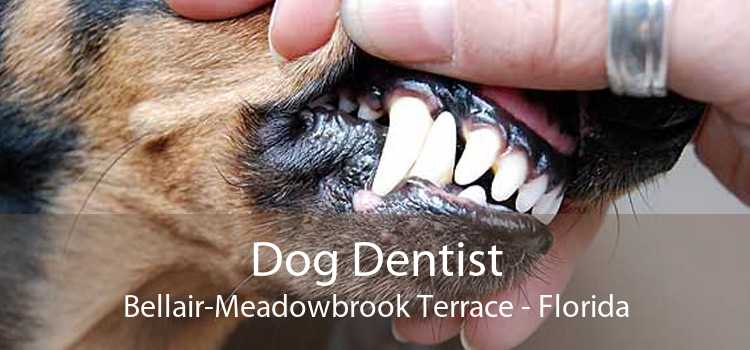 Dog Dentist Bellair-Meadowbrook Terrace - Florida