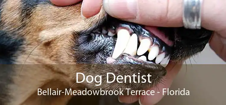 Dog Dentist Bellair-Meadowbrook Terrace - Florida