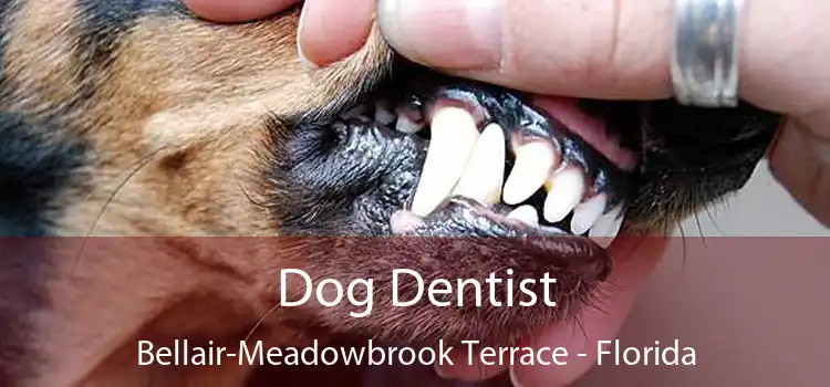 Dog Dentist Bellair-Meadowbrook Terrace - Florida