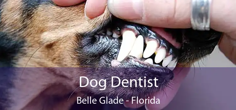 Dog Dentist Belle Glade - Florida