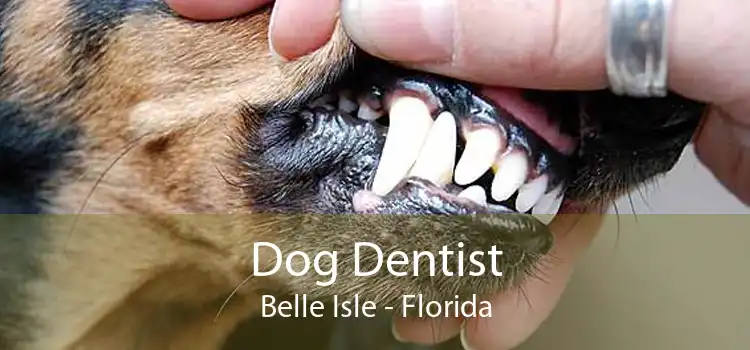 Dog Dentist Belle Isle - Florida