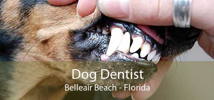 Dog Dentist Belleair Beach - Florida