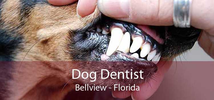 Dog Dentist Bellview - Florida