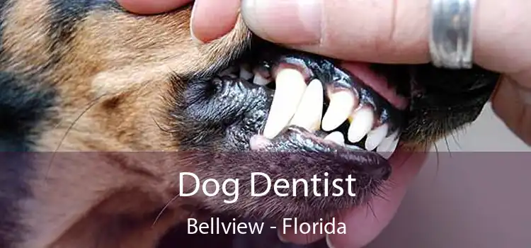 Dog Dentist Bellview - Florida