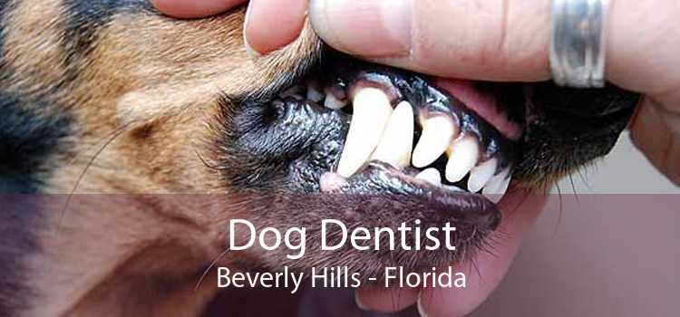 Dog Dentist Beverly Hills - Florida