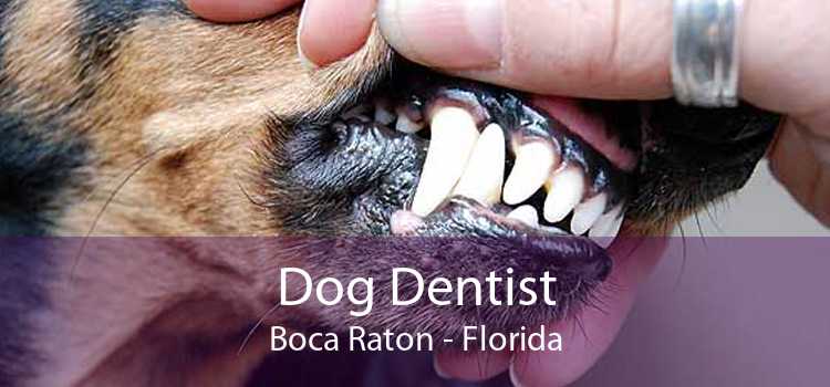 Dog Dentist Boca Raton - Florida