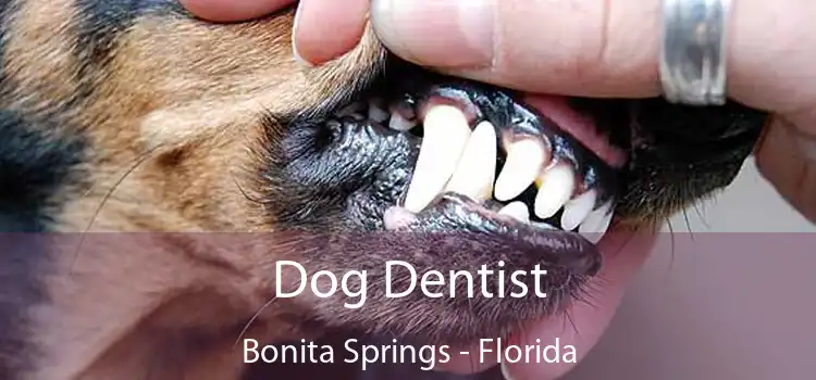 Dog Dentist Bonita Springs - Florida