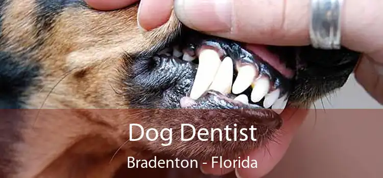 Dog Dentist Bradenton - Florida