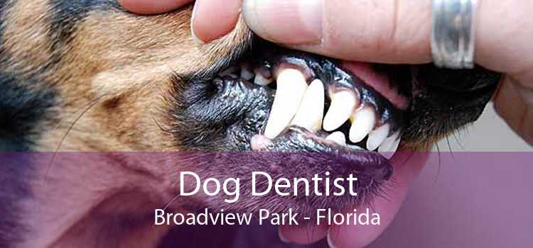 Dog Dentist Broadview Park - Florida