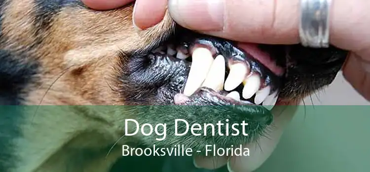 Dog Dentist Brooksville - Florida