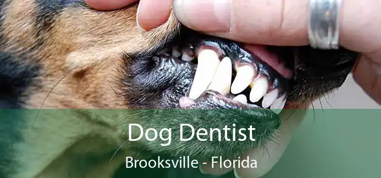 Dog Dentist Brooksville - Florida