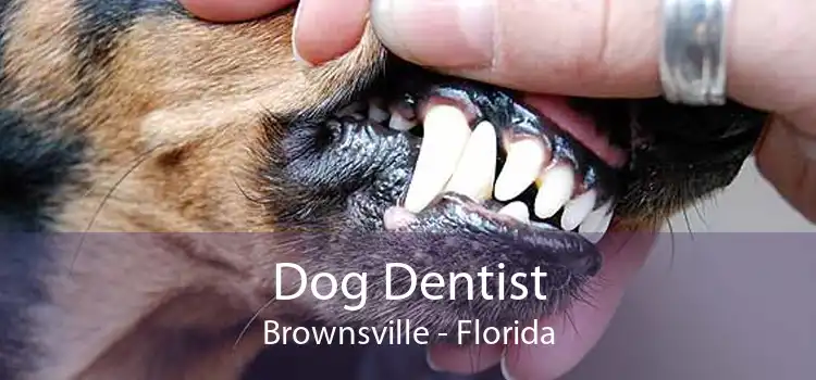 Dog Dentist Brownsville - Florida