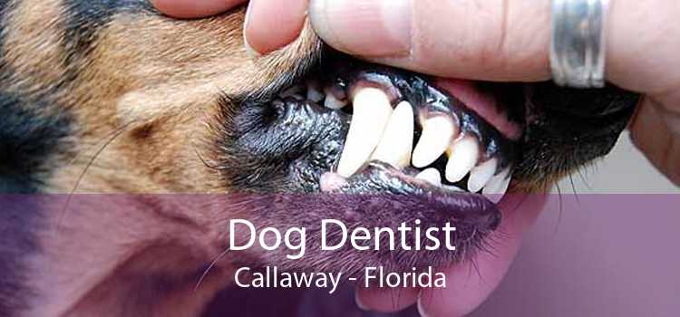 Dog Dentist Callaway - Florida