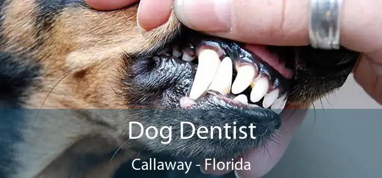 Dog Dentist Callaway - Florida