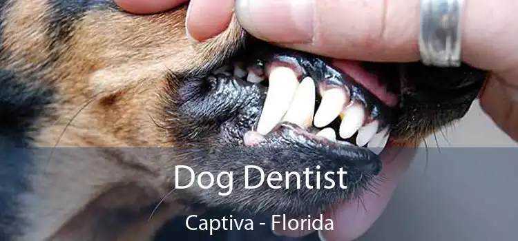 Dog Dentist Captiva - Florida