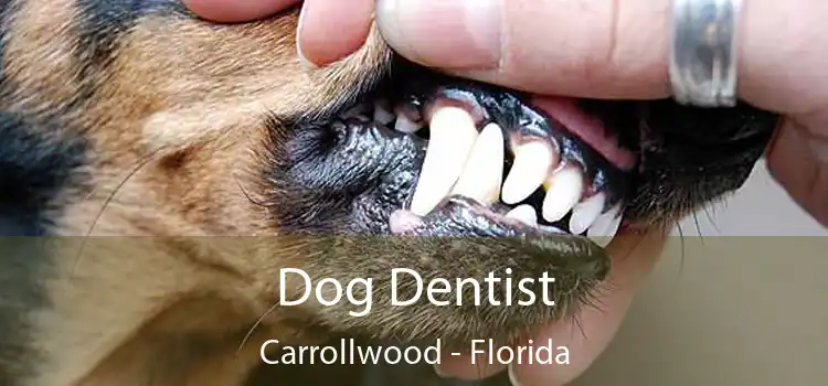 Dog Dentist Carrollwood - Florida